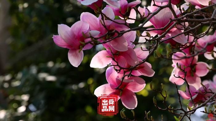 舜视频｜万竹园：济南的春天，都藏在了趵突泉公园这个国宝级的院落里！