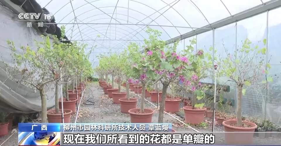 “太空种子”返回广西柳州，顺利出苗移植