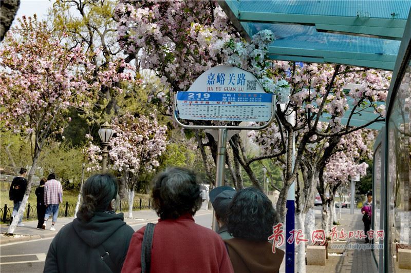 穿越海棠花海 青岛“最美公交”驶进春天！