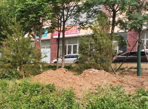【啄木鸟在行动】烟台路、淄博路交叉口以东路南花坛内黄土裸露