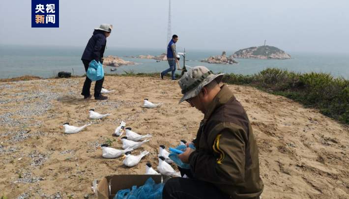 绂忓缓棣栨璁板綍鍒板叏鐞冩瀬鍗辩墿绉嶃€佸浗瀹朵竴绾т繚鎶ゅ姩鐗╀腑鍗庡嚖澶寸嚂楦ョ箒娈栬繃绋? height=