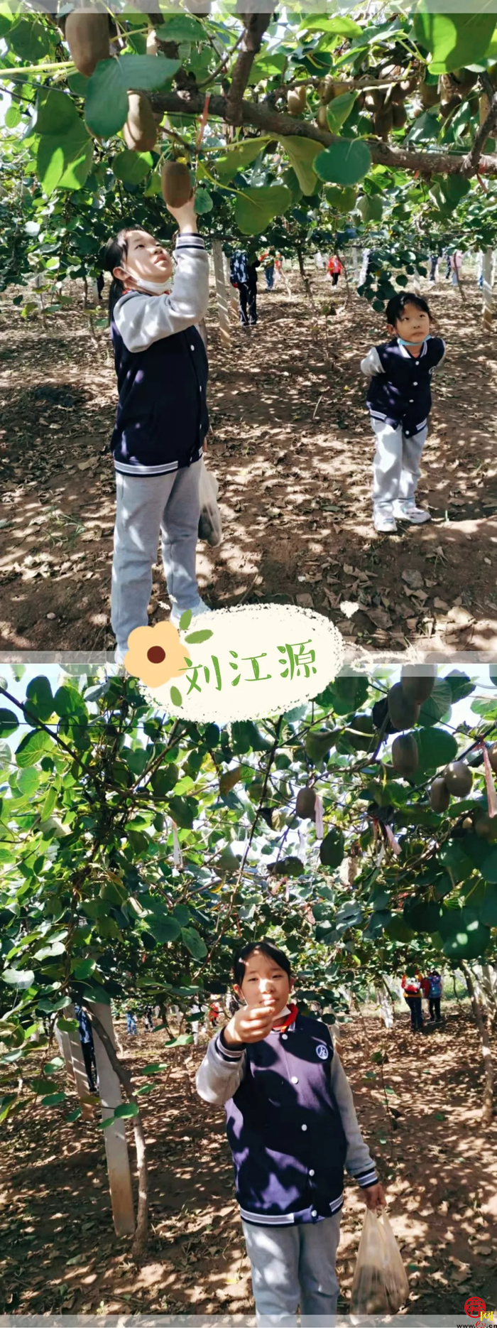 山师附小2018级6班猕猴桃采摘研学活动纪实（稿件有视频，麻烦编辑同事将视频置于链接处）