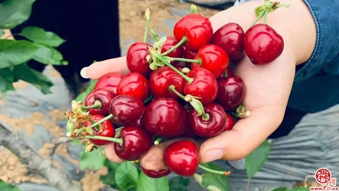 济南造樱桃喝泉水“撑”到两个大，上市30天火爆售空