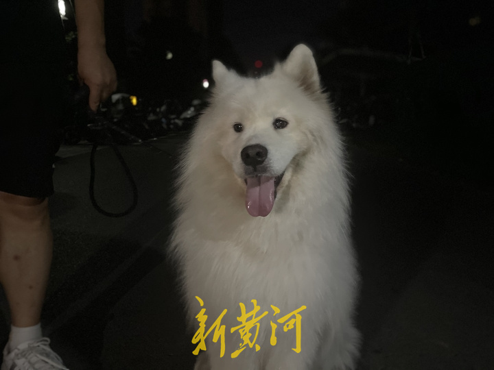 深夜遛狗人：手握犬绳感受宠物陪伴的温暖