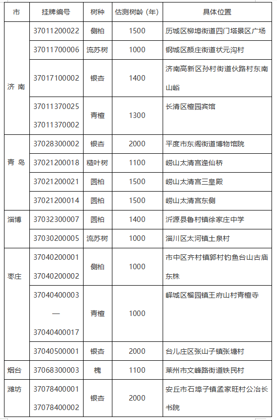 山东省公布一级保护古树名木名录 济南“幸福柳”是全省唯一一级名木