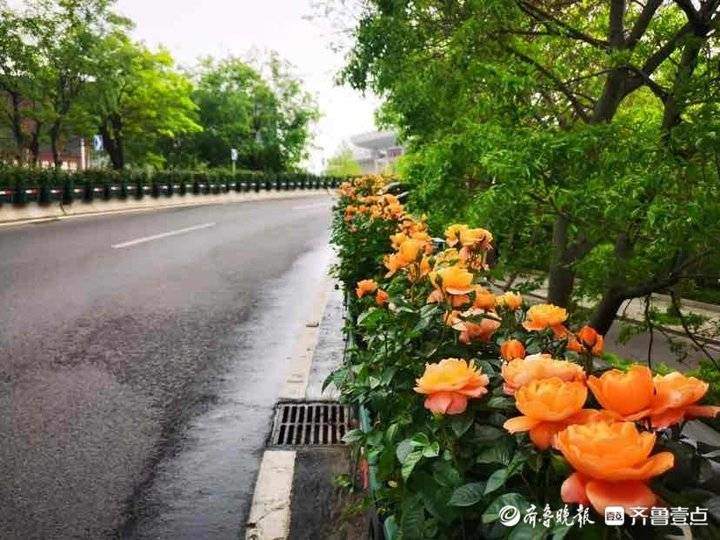 济南尽开月季花！街头月季最全“打卡指南”，随手可拍