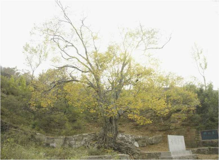 济南市首批二级保护古树名录公布 共435株“最年长”的是490岁侧柏