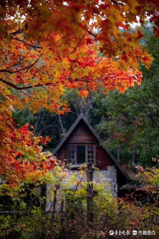 秋风霜染，济南南部山区红叶林快要红透了