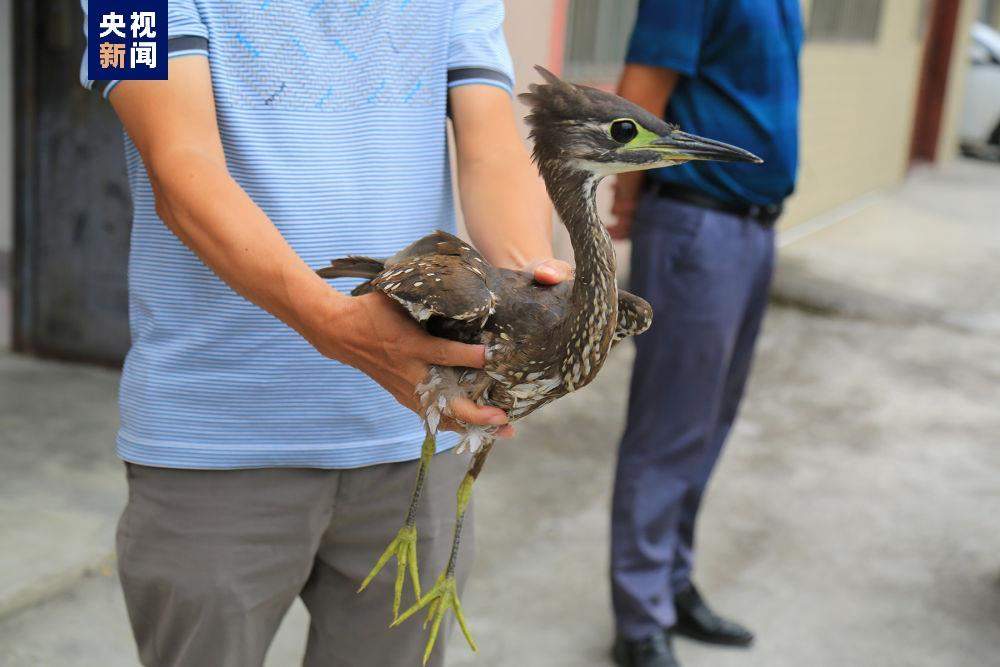“世界上最神秘的鸟”海南虎斑鳽现身广西河池