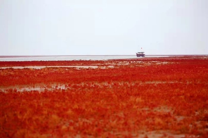 【在习近平新时代中国特色社会主义思想指引下】吸引更多生物来安家在黄河入海处看到“天然”