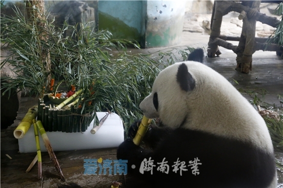 大熊猫“雅吉”“华奥”济南动物园过生日