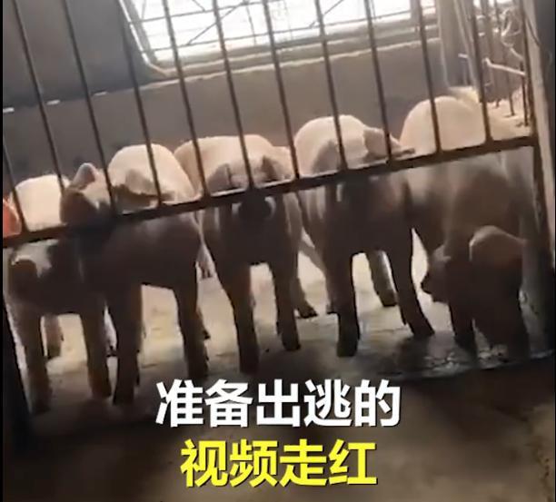 猪队友5只猪协力拱铁门出逃失败画面太有喜感了