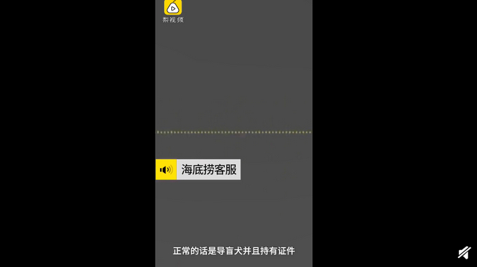 导盲犬进海底涝是怎么回事?终于真相了,原来是这样!
