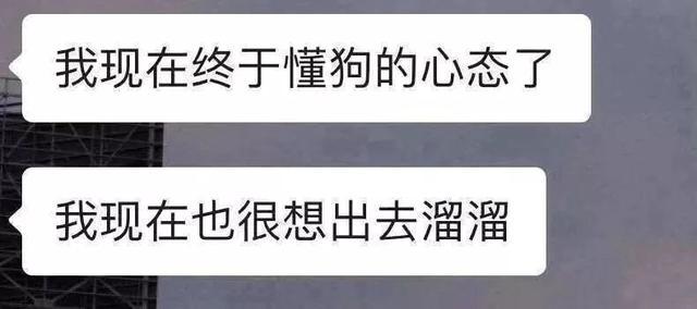 春节不能出门把全国网友憋成啥样？给猫讲函数，为橘子接生