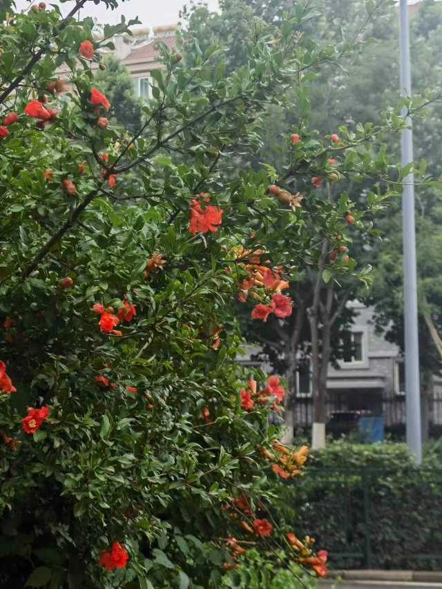 济南街边石榴花盛放 专家：不要采摘果实食用