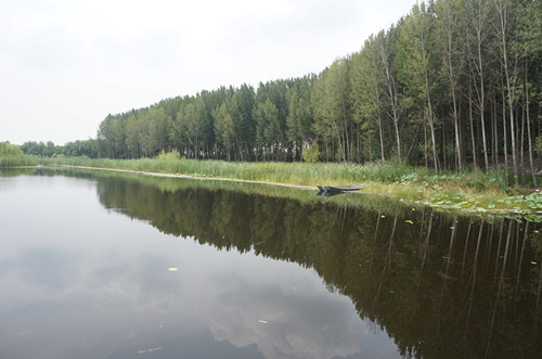 【瓣瓣同心·协同五年谱新篇】白洋淀“荷塘苇海”美景重现，雄安新区“千年林、万顷波”值得期待