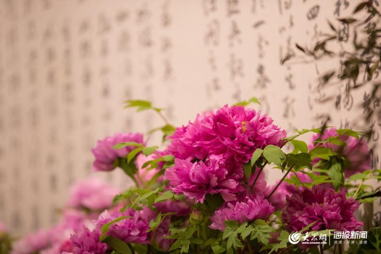 声色山东丨今年冬天来济南看“花王” 20多种牡丹首次集中亮相