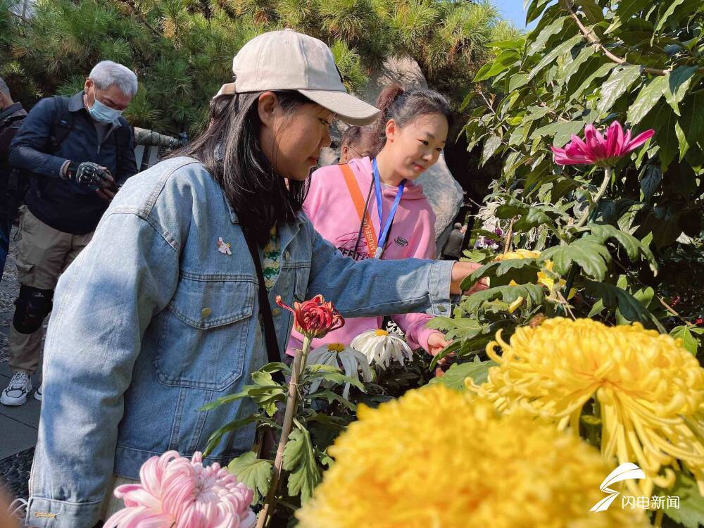 济南斗菊大赛“菊王”花开谁家？一年一度趵突泉金秋菊展先睹为快