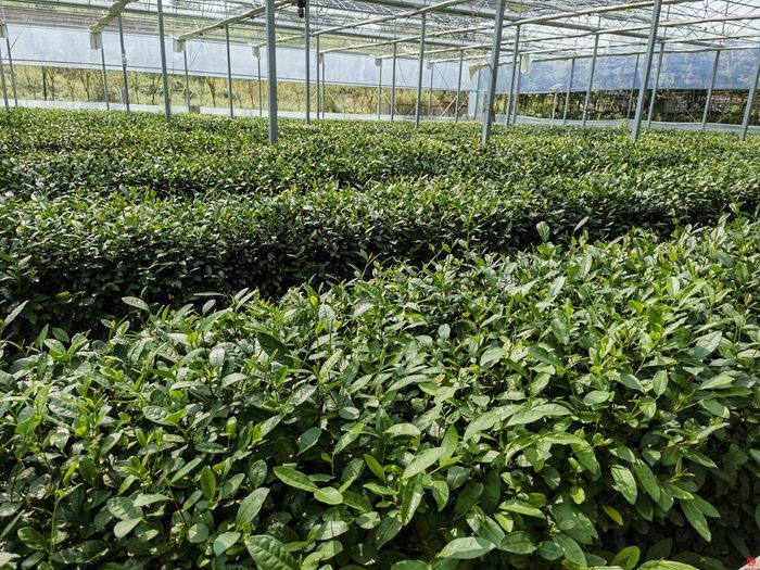 如何吸引人留住人？济南市政协聚焦乡村旅游开展第三次现场商量