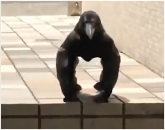 网友炸了！黑猩猩“变脸”长尖嘴？专家称是一只巨嘴乌鸦在晒太阳