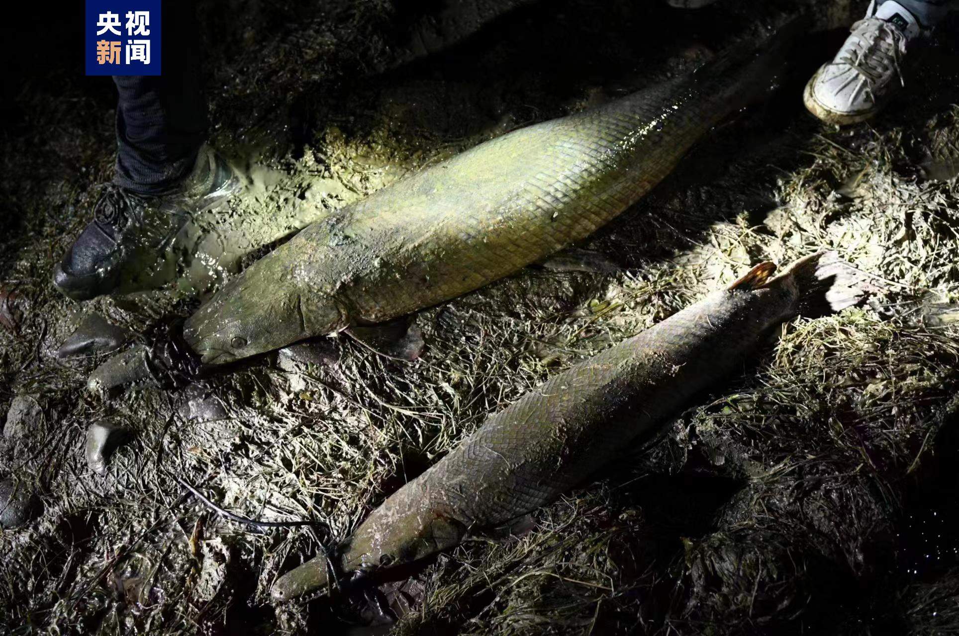 河南汝州市城市公园云禅湖水域发现的“怪鱼”抓住了 系2条鳄雀鳝