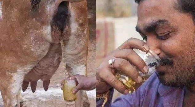 印度聚众喝牛尿怎么回事?什么情况?终于真相了,原来是这样！