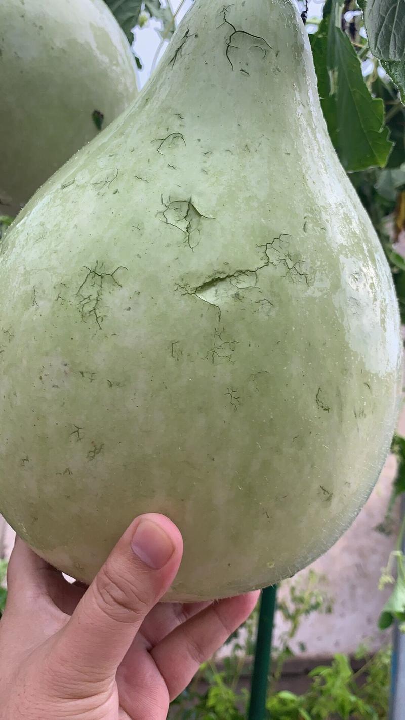 突发！日照多地遭遇冰雹，大如鸽子蛋