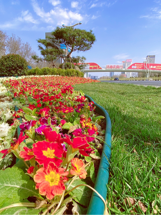 152万株花卉绽放春天 历下区园林中心完成早春布花工作