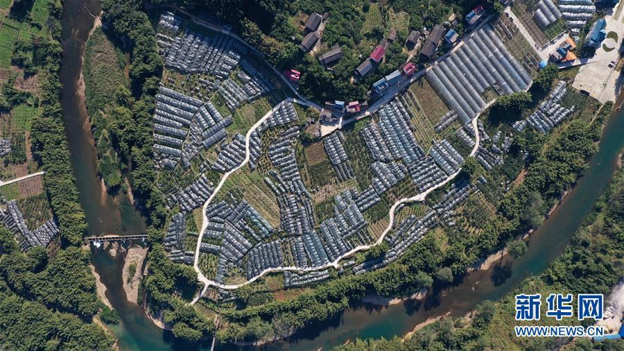 复苏的“空巢村”——融安金桔：脱贫致富果