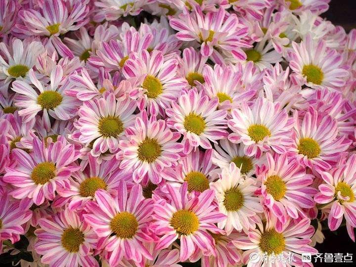 立冬来了，济南趵突泉珍稀品种菊花盛开，很多没见过