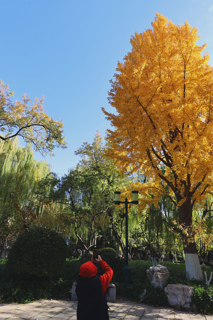 诗境感拉满！泉水叮咚鱼儿欢 色彩斑斓如画卷