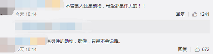 “狗妈妈冲入洪水救小狗”后续：目前被宠物店照顾，已有爱心人士收养