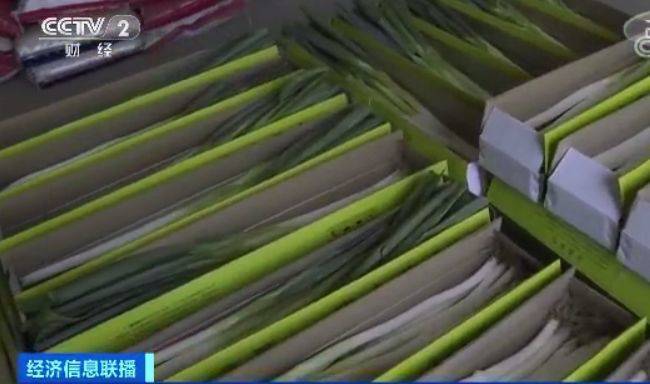 咋回事?山东大葱价格腰斩 
