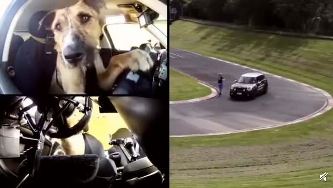 人不如狗！斗牛犬一个月学会滑板还能拐弯 网友：最牛车队