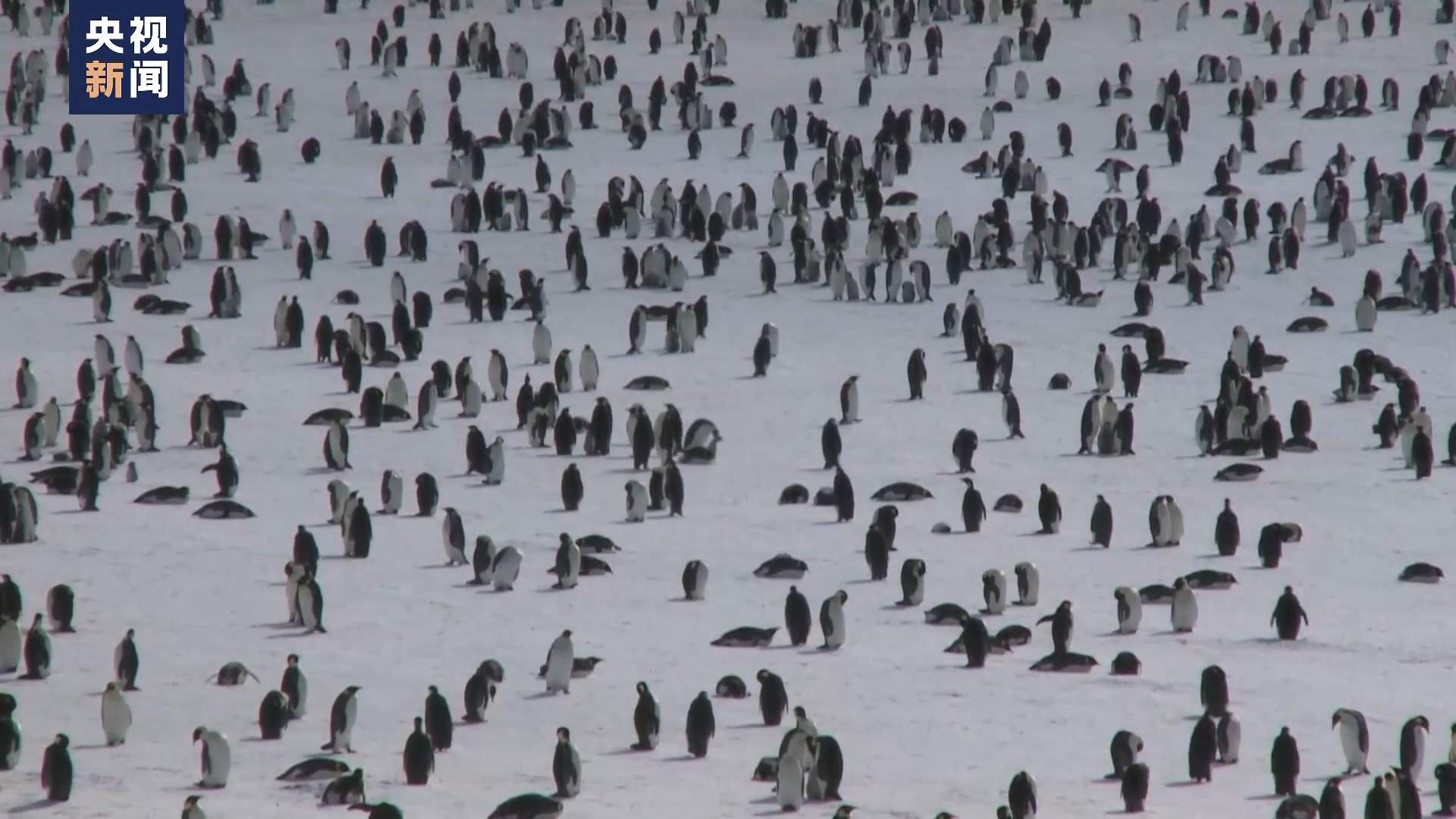 南极海冰提前融化，多个帝企鹅族群幼鸟或全军覆没