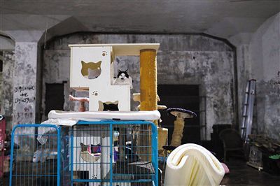 90后博士生和他的“地下猫城”