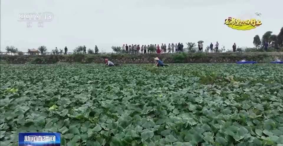 水稻、谷子、菱角……多地共绘秋收好“丰景”
