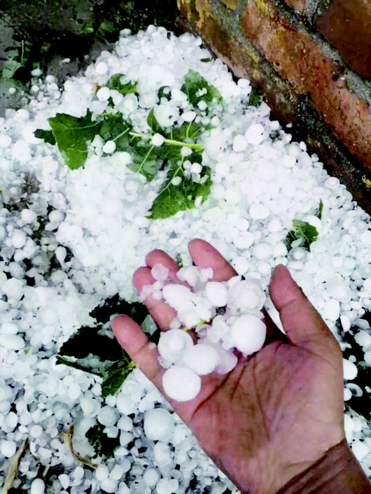 金乡突降冰雹近14万亩农作物受灾 六旬老汉：下这么大头次见