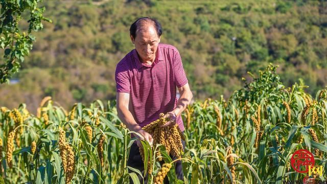半山腰的“宝贝谷” 山沟飞出“金粟粟” 泉水人家的他真不一般…