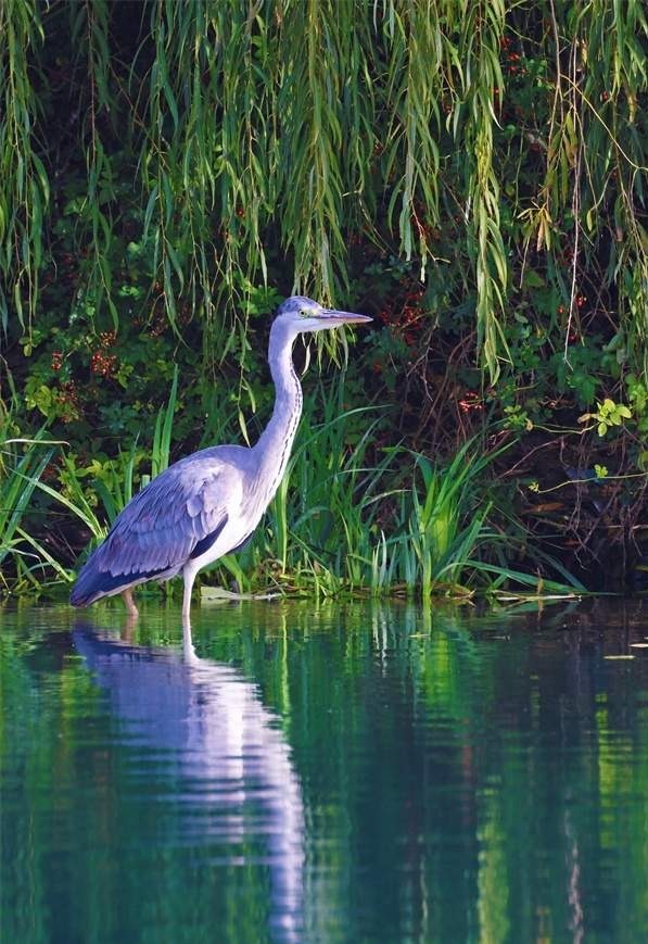 碧波湖畔鹭翩翩 一方秀色一片天