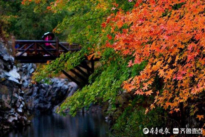 秋风霜染，济南南部山区红叶林快要红透了