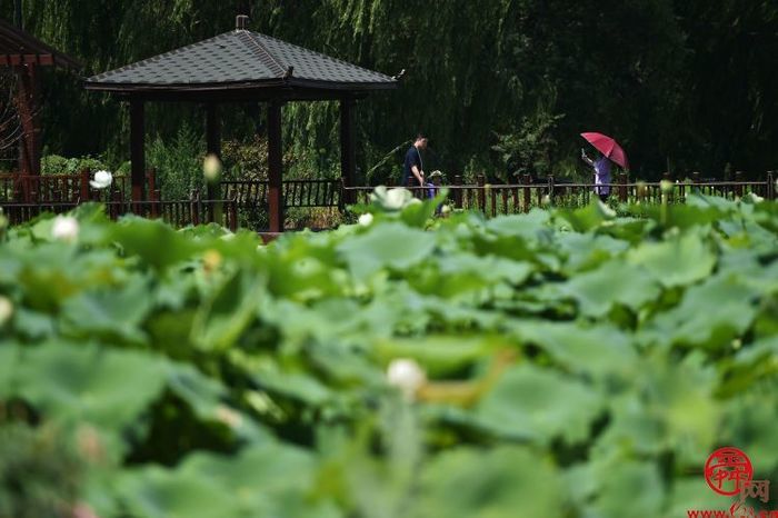 一湖一世界 一水一天堂——五一打卡，白云湖国家湿地公园等您来！