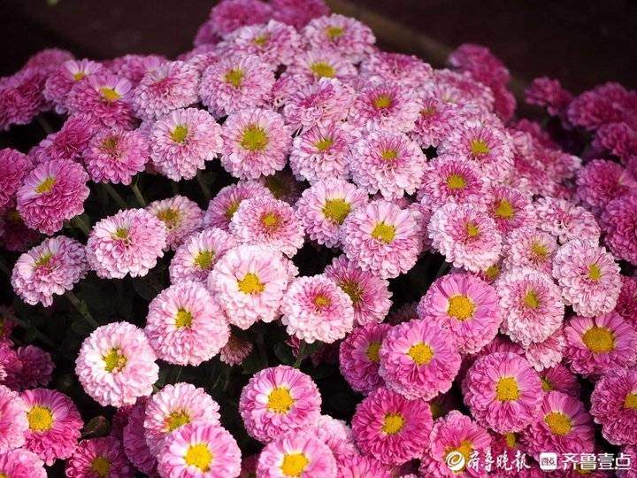 立冬来了，济南趵突泉珍稀品种菊花盛开，很多没见过