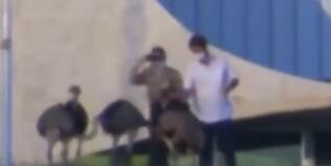 巴西总统第二次检测结果仍为阳性 隔离期被鸵鸟咬伤，网友却希望“鸵鸟没事”