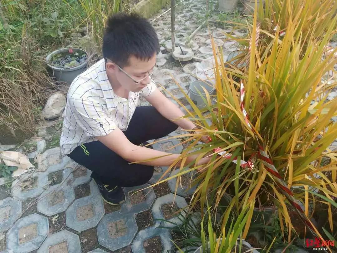大二男生历时5个月种出杂交水稻，网友：和袁老种的味道一样吗？