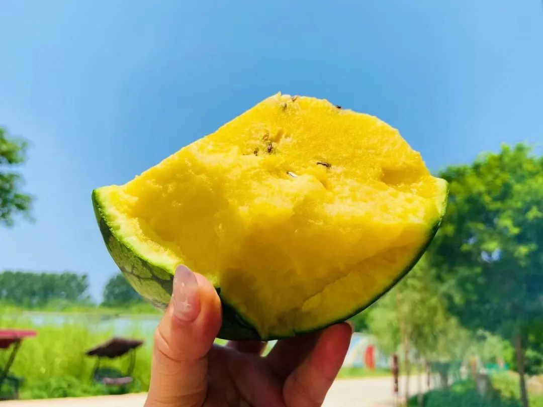 西瓜穿网兜、住空中～济南大姐黄河边建500亩“吃瓜”小镇