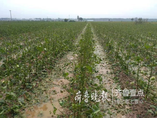 冰雹袭击金乡，霄云镇5万多亩套种农作物受灾