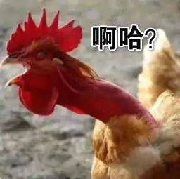 笑到打嗝！鸡在网课上打鸣结果被宰了！老师：有事好商量啊