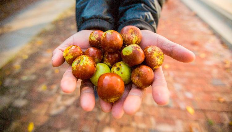 沾化政策性冬枣保险为农户“保底” 台风过后第2天“蹚水”上门定损