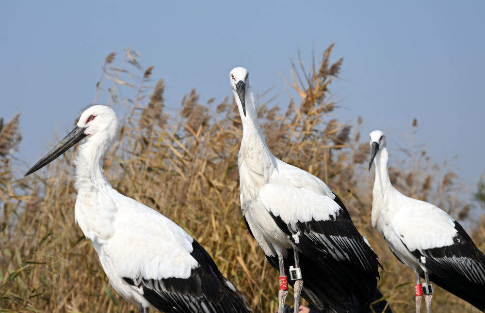 3只“鸟类大熊猫”东方白鹳在七里海湿地重返自然